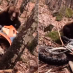 Motociclista logra escapar de un oso durante paseo en el bosque.