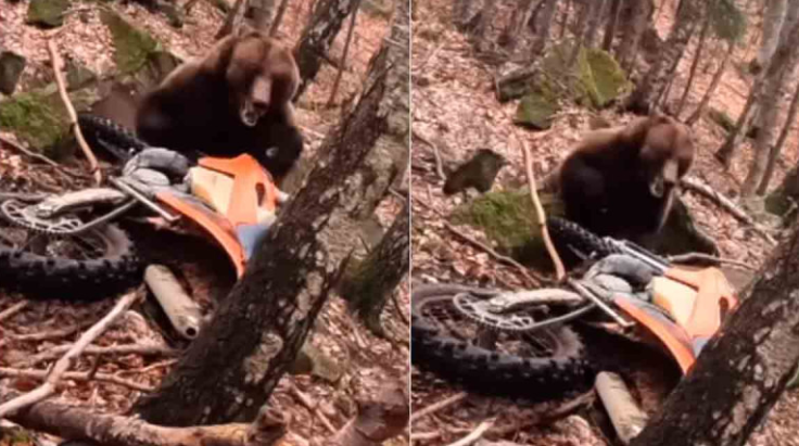 Motociclista logra escapar de un oso durante paseo en el bosque.