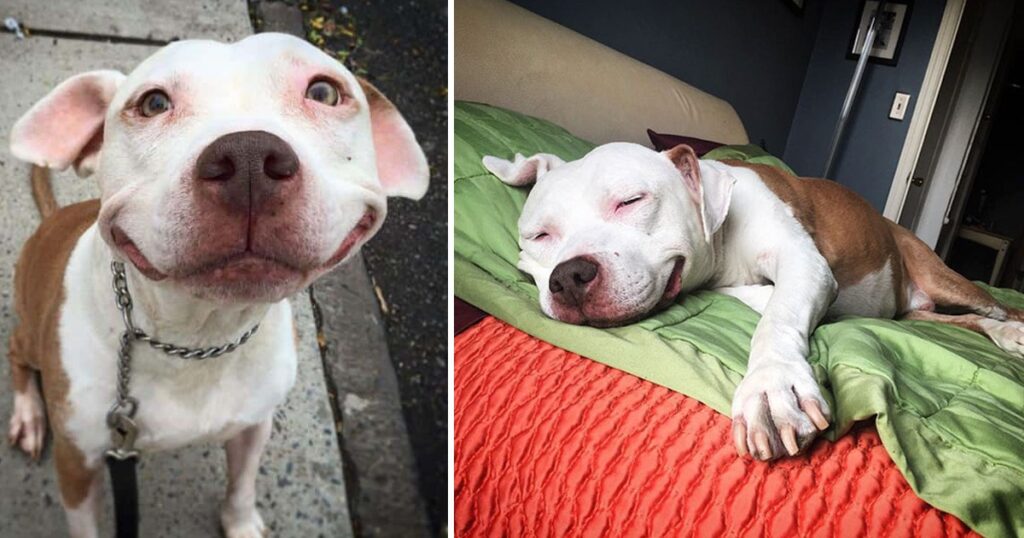 smiling-dog-stray-pit-bull-adopted-brinks-6-1024x538-1